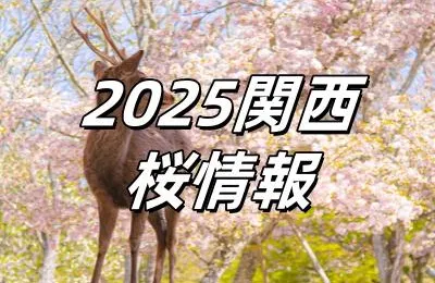 『2025年』桜・桜満開　厳選・関西のお花見おすすめスポット🌸開花・満開予測情報