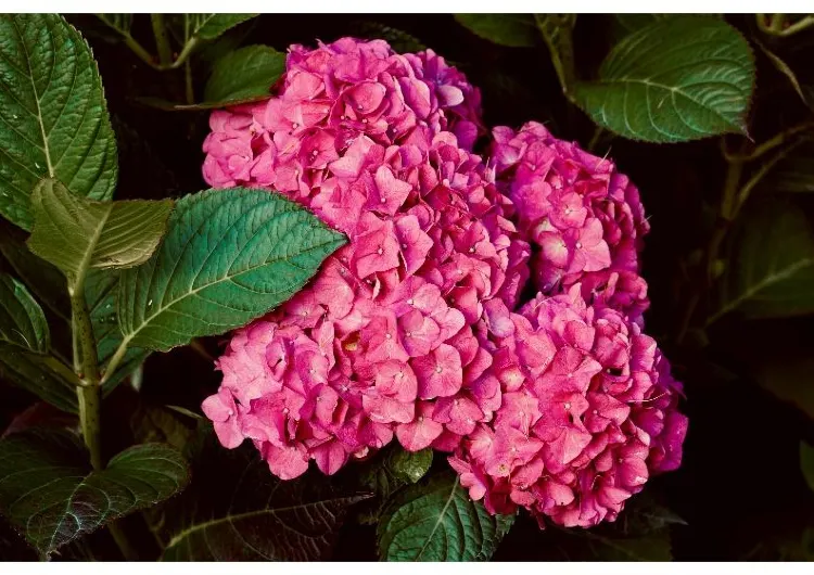 【アジサイ関西】あじさいはいつが見ごろ？関西で楽しむ紫陽花の名所12選！見頃予想・アクセス・見どころを全紹介！